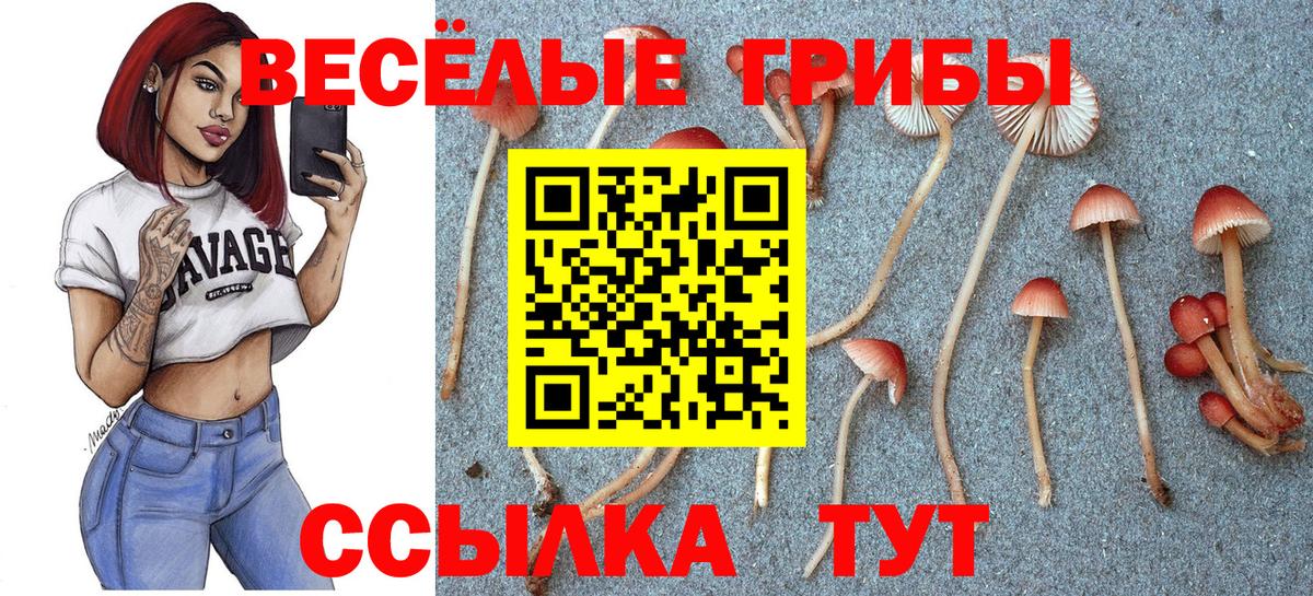 Галлюциногенные грибы Psilocybe Печора